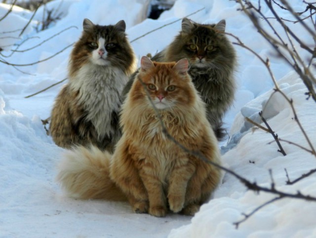 Всё. Меня нет. Я уехал. В Кошляндию