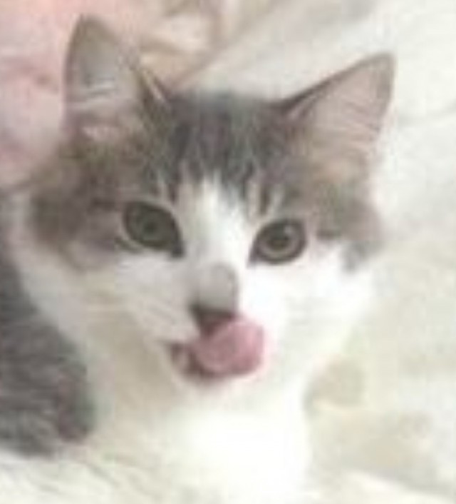 Забавные фото котеек