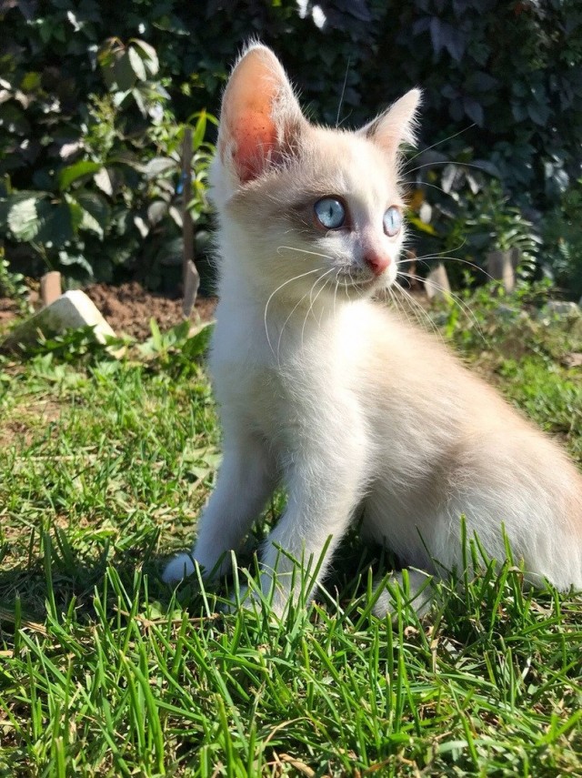 Забавные фото котеек