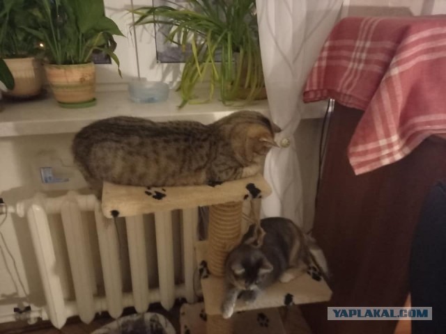 Всех с праздничком, но про котовторник не забываем))