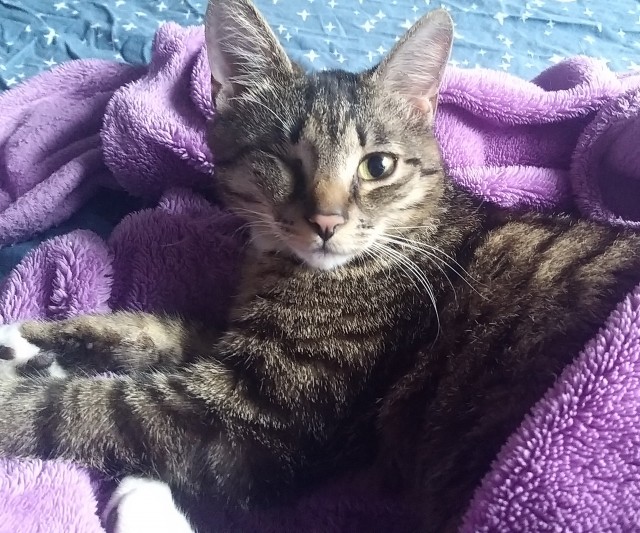 Котовторник!