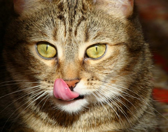 Которник