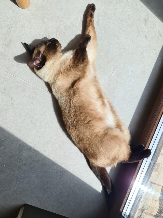 Котовторник же очередной