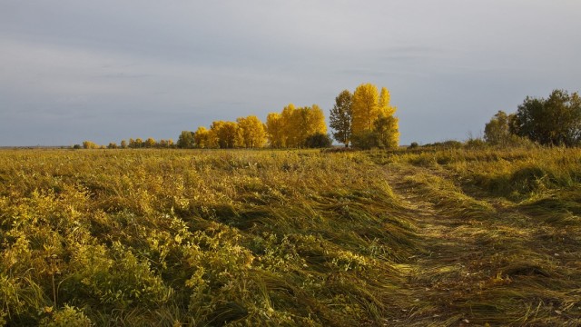 Осенние поля