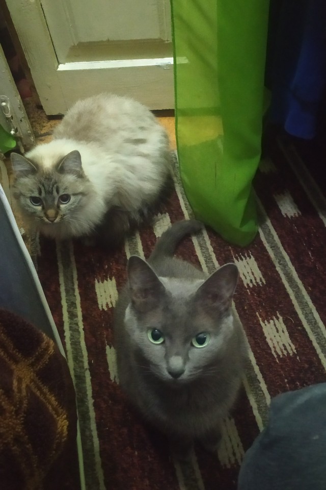 Вы, что спите? Вставайте, котовторник же!