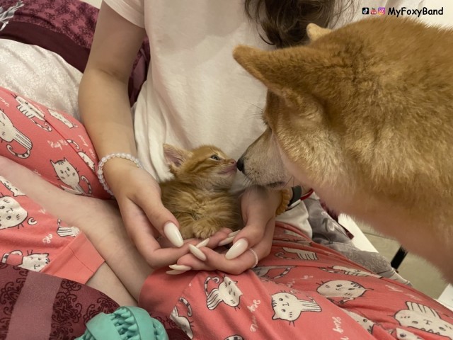 МИРУ - МИР ! Котикам - котовторник !