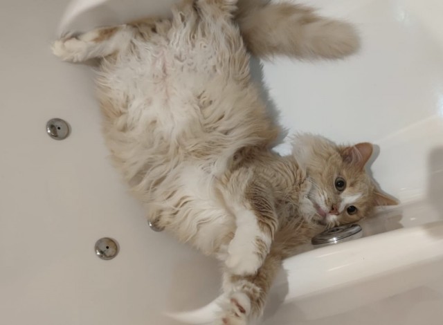 Котовторник вроде.