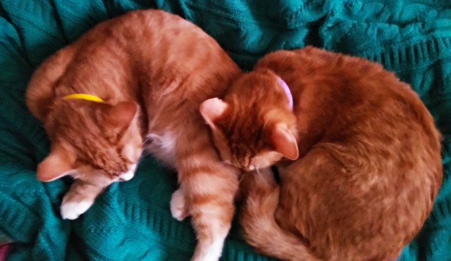 С праздником и котофторником!