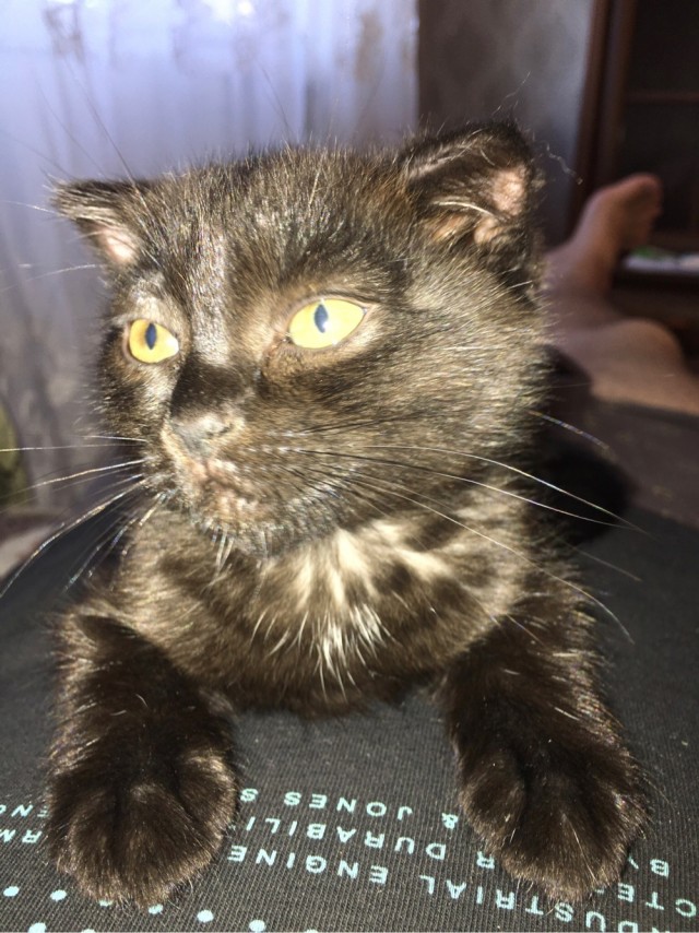 Начну котовторник чуть раньше!