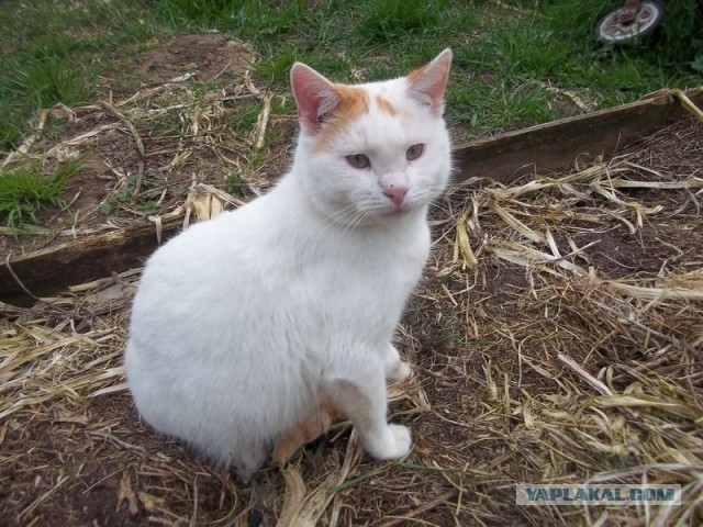 Жизнь домашнего приюта для котеек 443