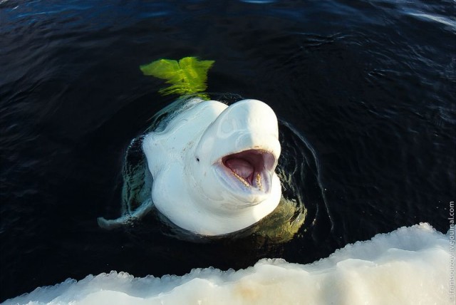 Как мы кормили белуху