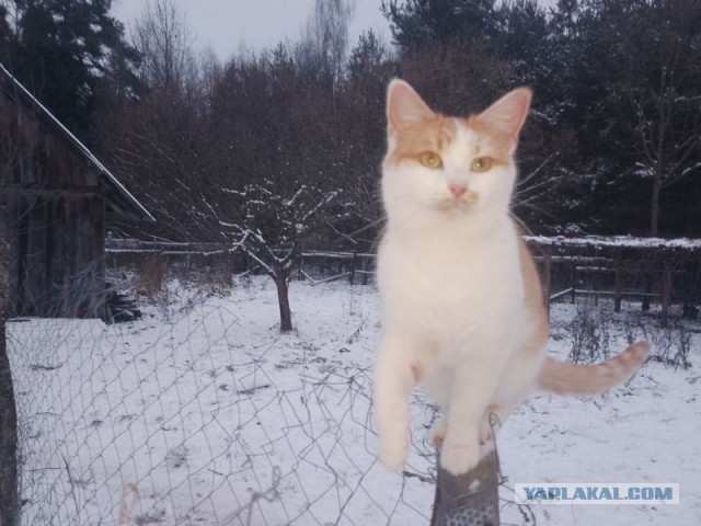 Жизнь домашнего приюта для котеек 473