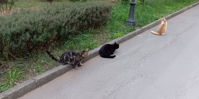 Южных котиков вам на радость