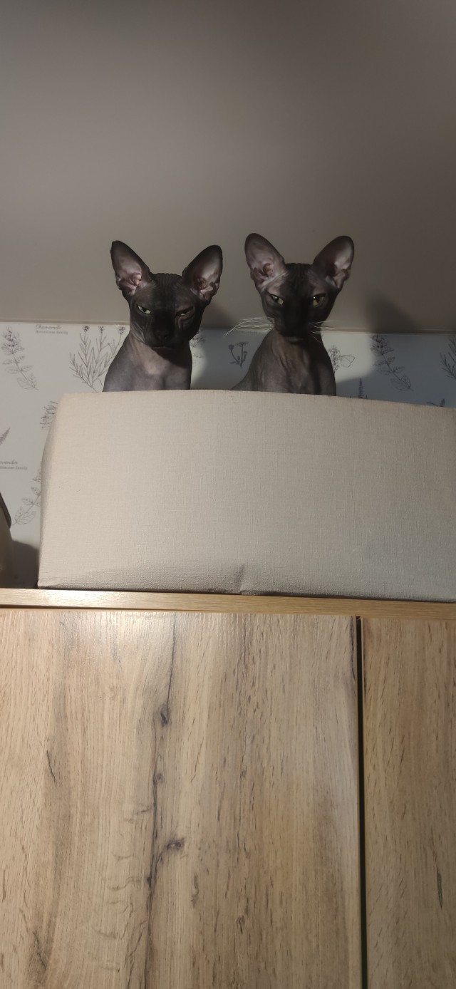 Котовторник
