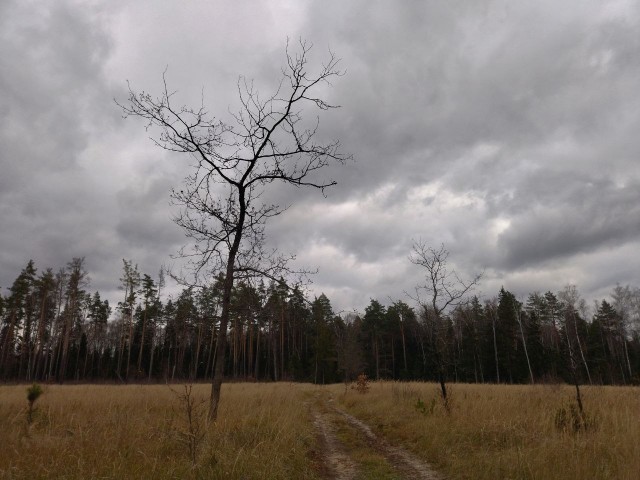Очумелые Пёрышки. Начало