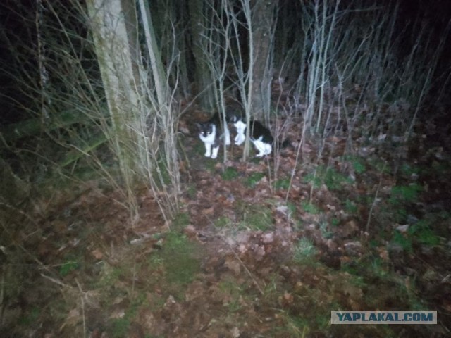 Жизнь домашнего приюта для котеек 530