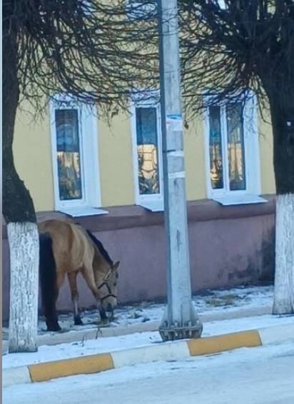 «Пришла жаловаться на плохие дороги». В рязанском Рыбном лошадь заглянула в местную администрацию