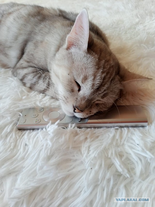 Спящий кот