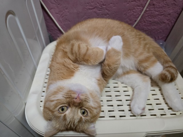 Котовторник скоро.