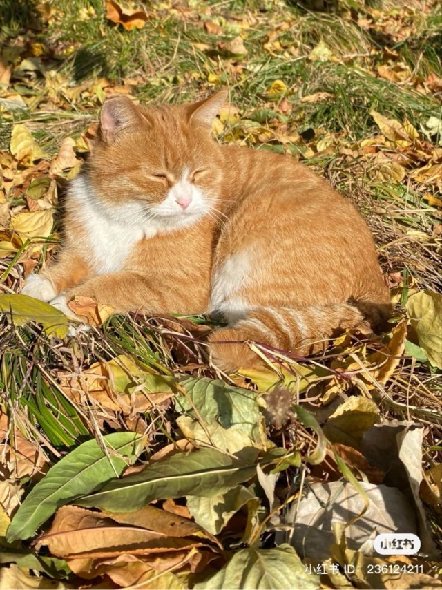 Осенний кот