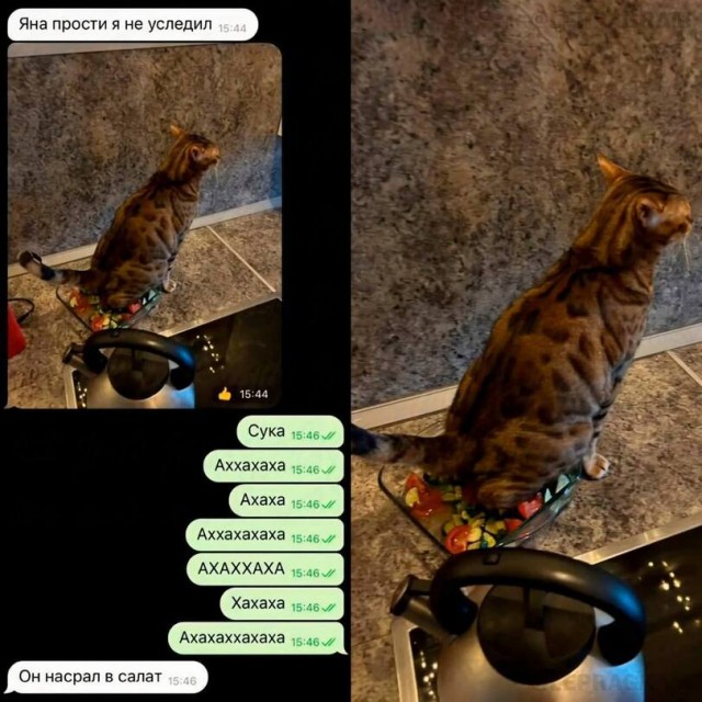 Шерстяные пидо.... братья наши меньшие