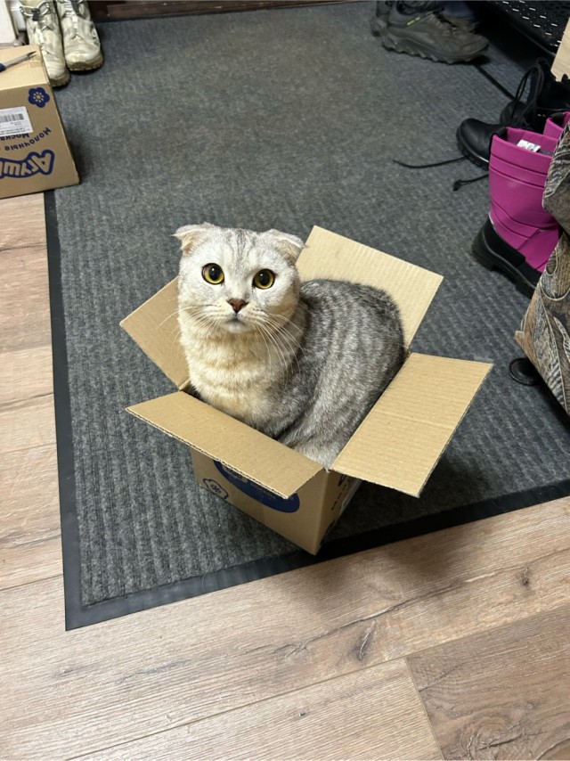 Котовторник 16.12.2025