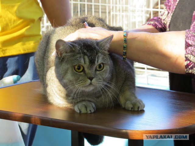 Котовторник 22.10.2013