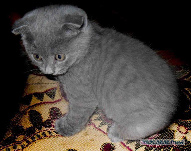 Котовторник   31.12.  2013