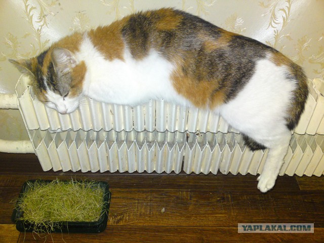 Котовторник   31.12.  2013