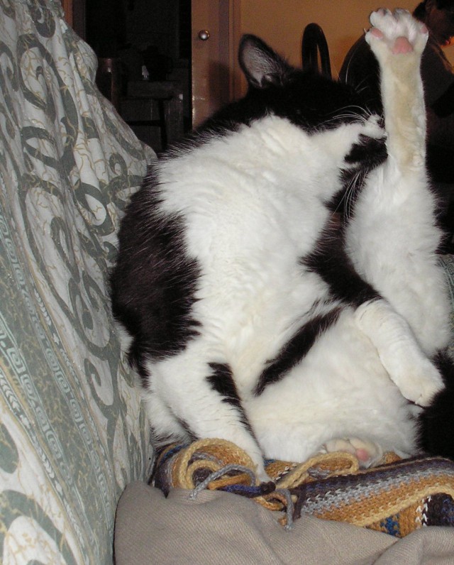 Котовторник  28.01.14