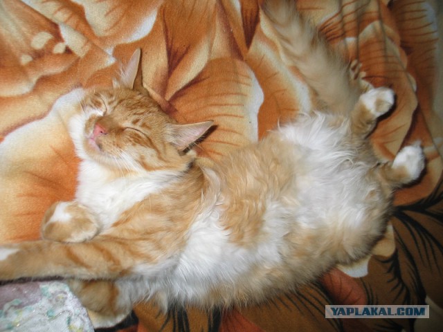 Котовторник 01.04.2014
