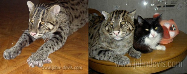 Домашний африканский Сервал живет у знакомых дома.