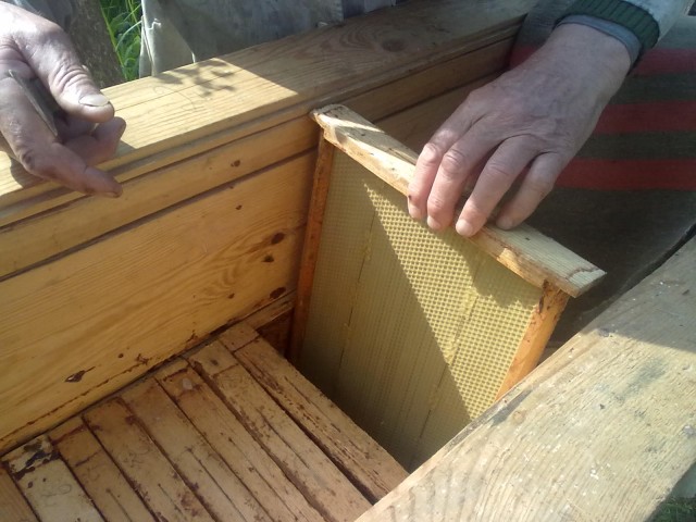 Пчелы и мёд