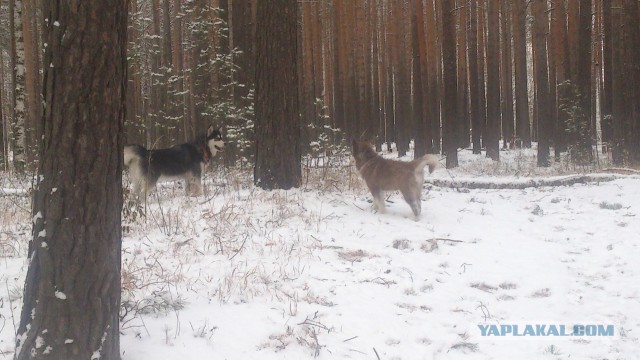 Бостонское отделение полиции К-9. Он вырастет.