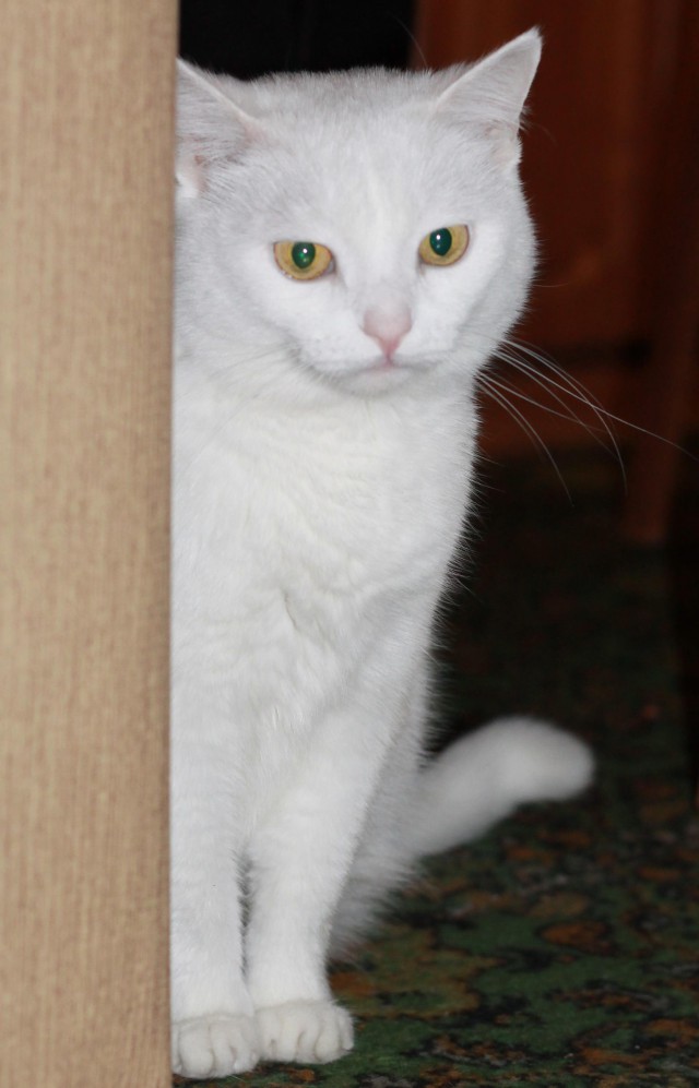 Моим котам