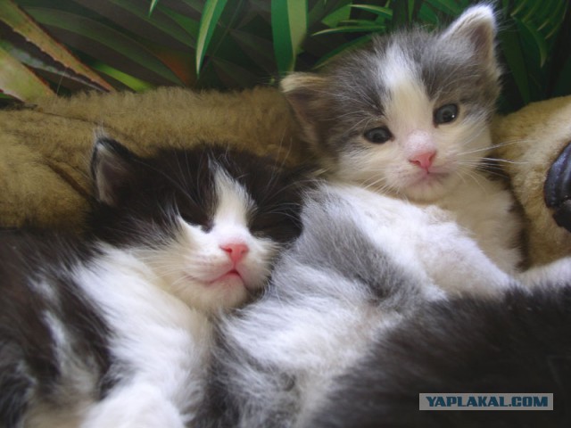 Котовторник