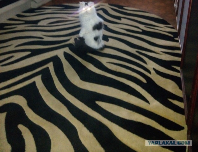Котовторник