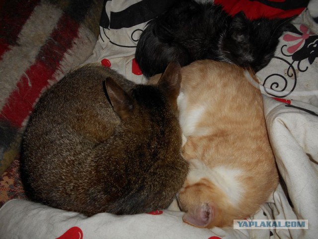 Жизнь домашнего приюта для котеек 92