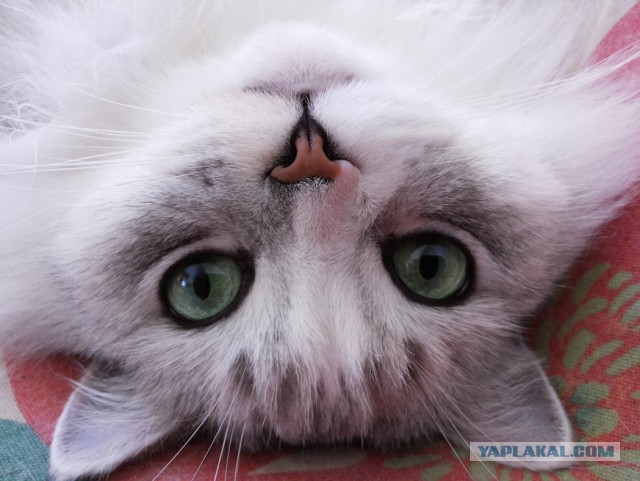 Пост невероятной кошачьей красоты. 25 фот.