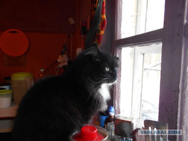 Жизнь домашнего приюта для котеек 95