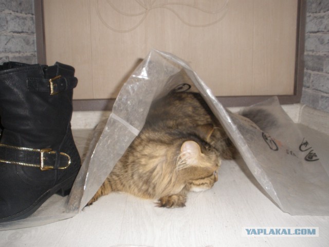 Котовторник 19.01.2016