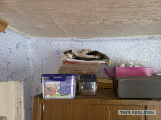 Котовторник  14.06.2016
