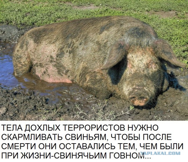 Картинки с этих ваших интернетов.