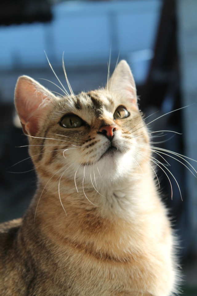 Коты из сети