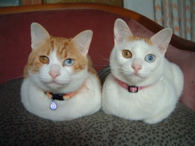 Коты из сети