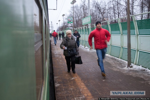 Зайцы в электричке