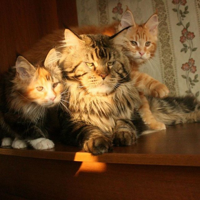Коты и Кошки