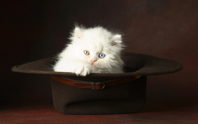 Коты и Кошки