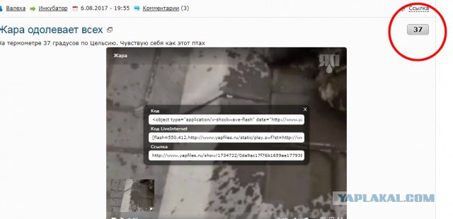 Жара одолевает всех