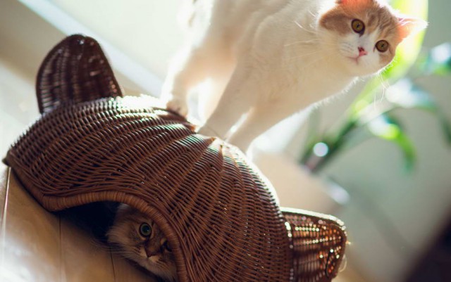 Коты и Кошки